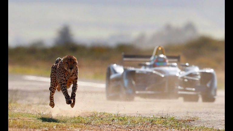 Kas ātrāks – gepards vai ‘Jaguar’ Formula E mašīna?